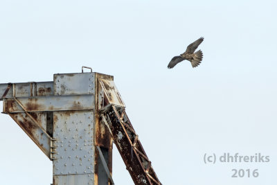 Gyrfalcon. Superior, WI