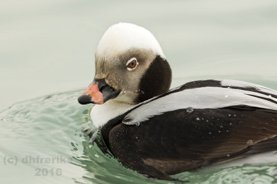 Long-tailed Duck.Bender Park,Milwaukee