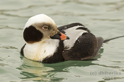 Long-tailed Duck.Bender Park,Milwaukee