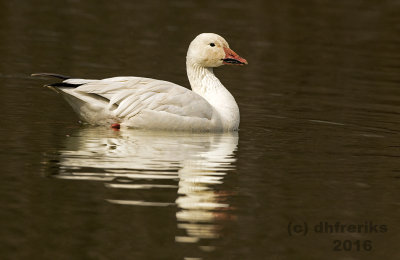 Snow Goose. Greenfield Park.Milwaukee