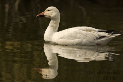 Snow Goose. Greenfield Park.Milwaukee