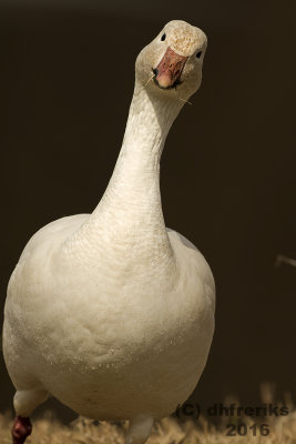 Snow Goose. Greenfield Park.Milwaukee