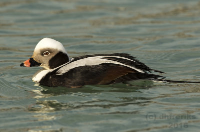 Long-tailed Duck.Bender Park,Milwaukee