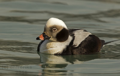 Long-tailed Duck.Bender Park,Milwaukee