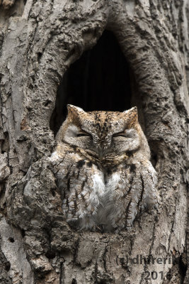 Screech Owl. Lake Park, Milwaukee