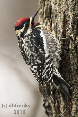 Yellow-bellied Sapsucker. Lake Park,Milwaukee