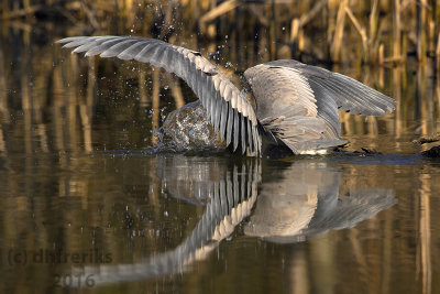 Great Blue Heron. Milwaukee