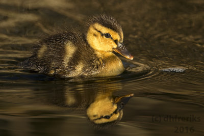 Mallard duckling. Washington Co. WI
