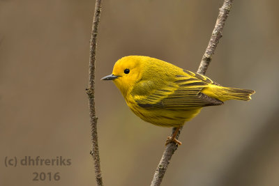 Yellow Warbler. Washington Co. WI