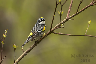 Yellow-rumped Warbler. Washington Co. WI