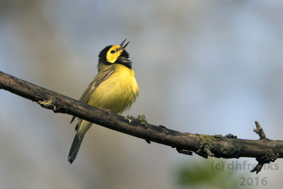 Hooded Warbler. Washington Co. WI