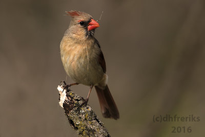 Northern Cardinal. Milwaukee Co. WI