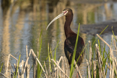 White-faced Ibis. Horicon Marsh. WI