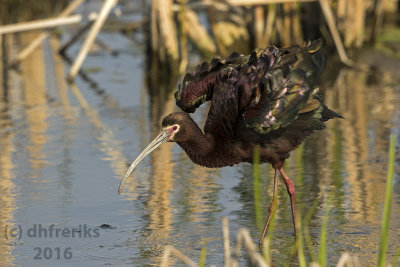 White-faced Ibis. Horicon Marsh. WI