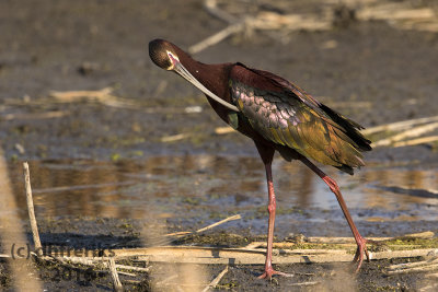 White-faced Ibis. Horicon Marsh. WI