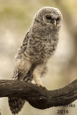 Barred Owl. Milwaukee Co. WI