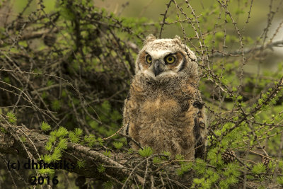 Great Horned Owl. Milwaukee Co. WI