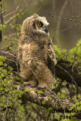 Great Horned Owl. Milwaukee Co. WI