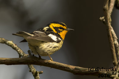 Blackburnian Warbler. Milwaukee Co. WI