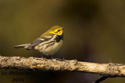 Black-throated Green Warbler. Milwaukee Co. WI