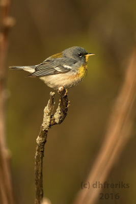 Northern Parula. Milwaukee Co. WI