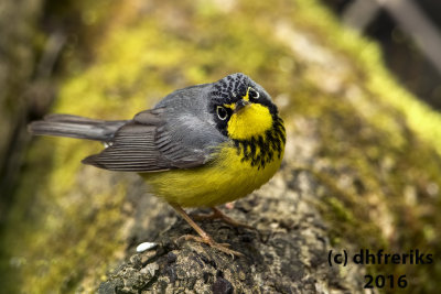 Canada Warbler. Milwaukee Co. WI