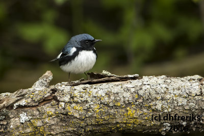 Black-throated Blue Warbler. Milwaukee Co