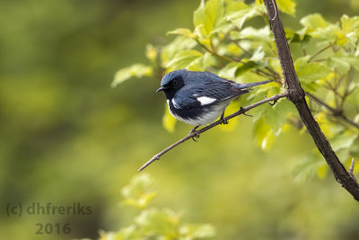 Black-throated Blue Warbler. Milwaukee Co. WI