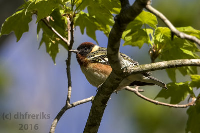 Bay-breasted Warbler. Washington Co. WI