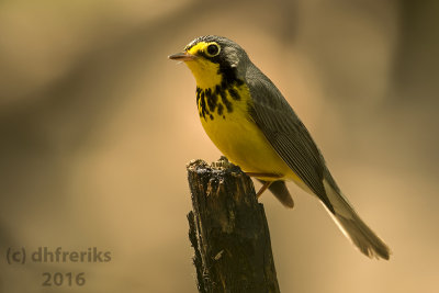 Canada Warbler. Milwaukee Co. WI