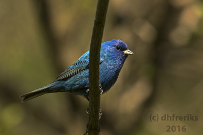 Indigo Bunting. Milwaukee Co. WI