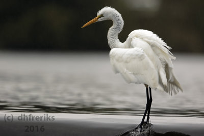 Great Egret. Burlington, WI
