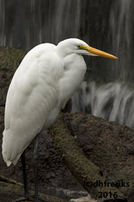 Great Egret. Burlington, WI