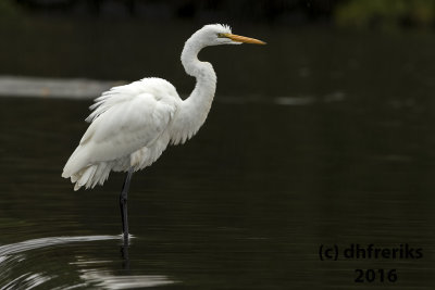 Great Egret. Burlington, WI