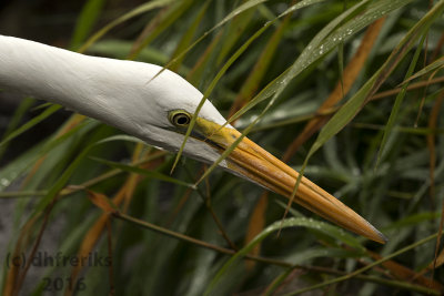 Great Egret. Burlington, WI