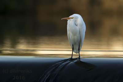 Great Egret. Burlington, WI