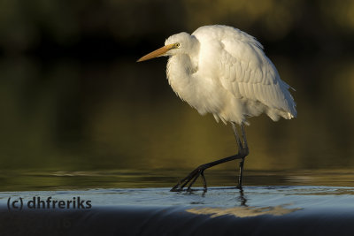 Great Egret. Burlington, WI