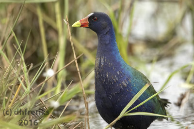 Purple Gallinule. Juneau Co. WI