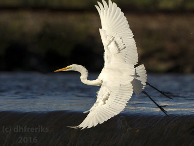 Great Egret. Burlington, WI