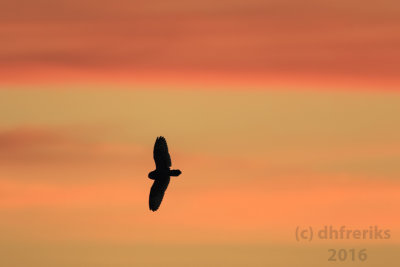 Short-eared Owl. Manitowoc Co. WI