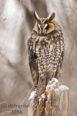 Long-eared Owl. Milwaukee, WI