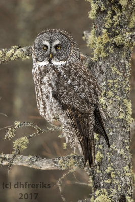 Great Gray Owl. Sax Zim Bog, MN