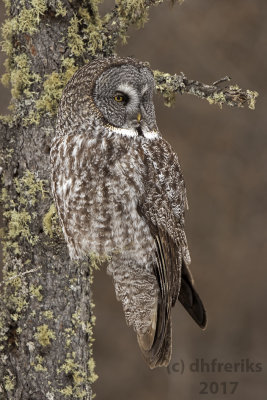 Great Gray Owl. Sax Zim Bog, MN