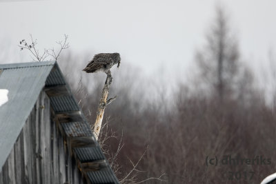 Great Gray Owl. Sax Zim Bog, MN