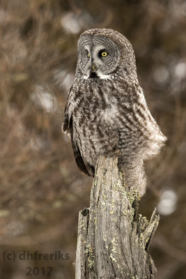 Great Gray Owl. Sax Zim Bog, MN