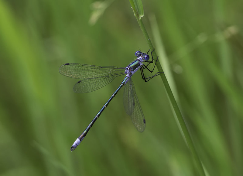 Leste dryade - Emerald spreadwing male (Lestes dryas)