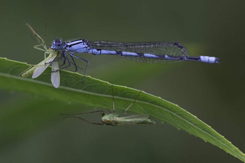 Agrion civil / Familiar Bluet (Enallagma civile)