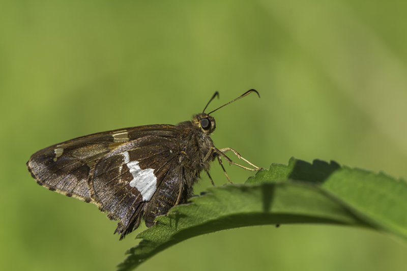 Hesprie  taches argentes / Silver-spotted Skipper (Epargyreus clarus)