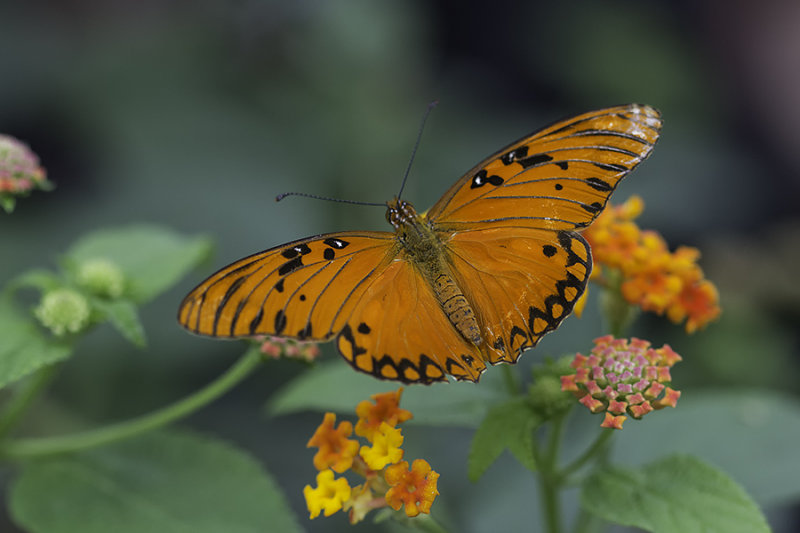 Agraulis nacr / Gulf Fritillary (Agraulis vanillae)