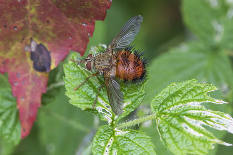 Mouche tachinaire / Beelike Tachinid Fly (Bombyliopsis abrupta)